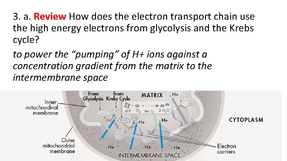 3. a. Review How does the electron transport chain use the high energy electrons 3. a. Review How does the electron transport chain use the high energy electrons