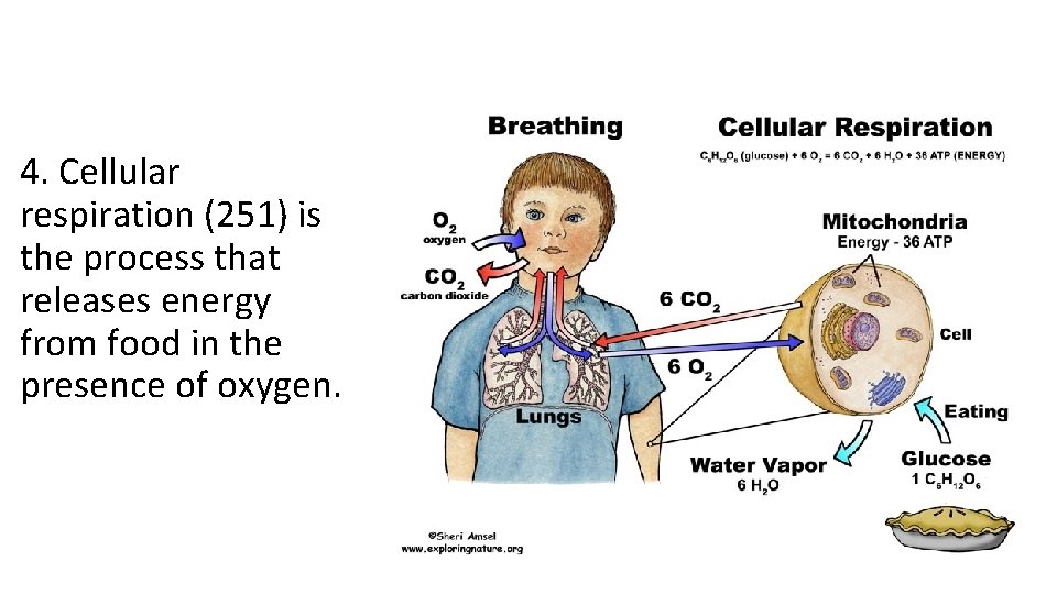 4. Cellular respiration (251) is the process that releases energy from food in the 4. Cellular respiration (251) is the process that releases energy from food in the