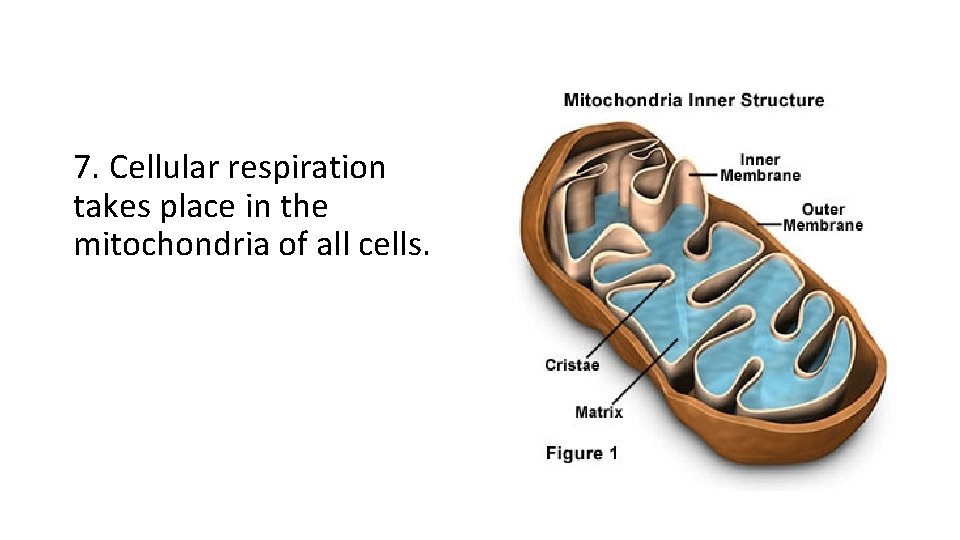 7. Cellular respiration takes place in the mitochondria of all cells. 7. Cellular respiration takes place in the mitochondria of all cells.