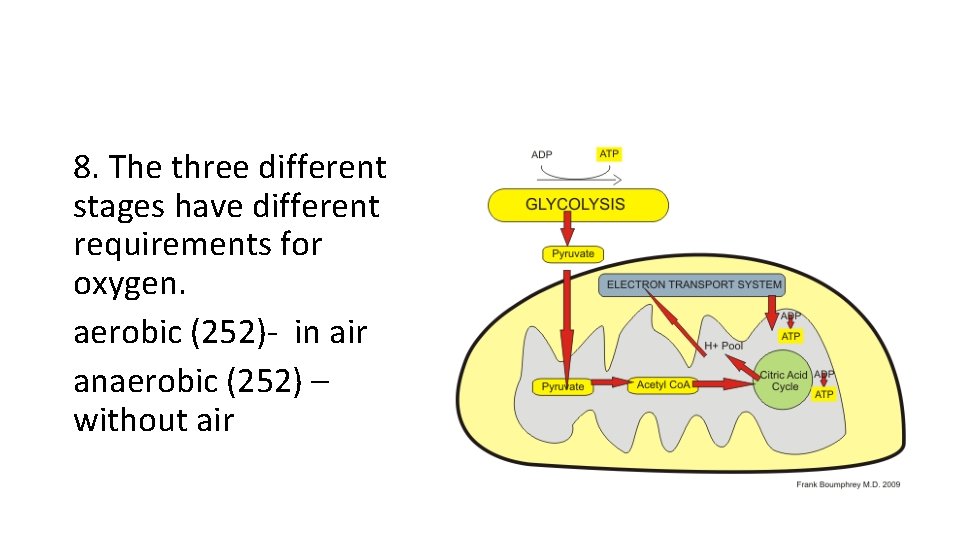 8. The three different stages have different requirements for oxygen. aerobic (252) in air 8. The three different stages have different requirements for oxygen. aerobic (252) in air