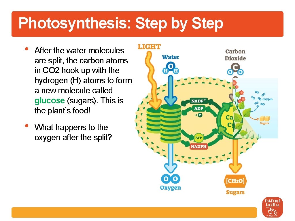 Photosynthesis: Step by Step • After the water molecules are split, the carbon atoms