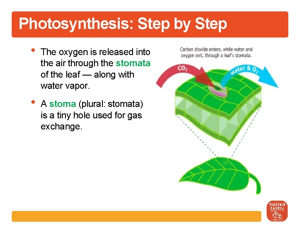 Photosynthesis: Step by Step • The oxygen is released into the air through the