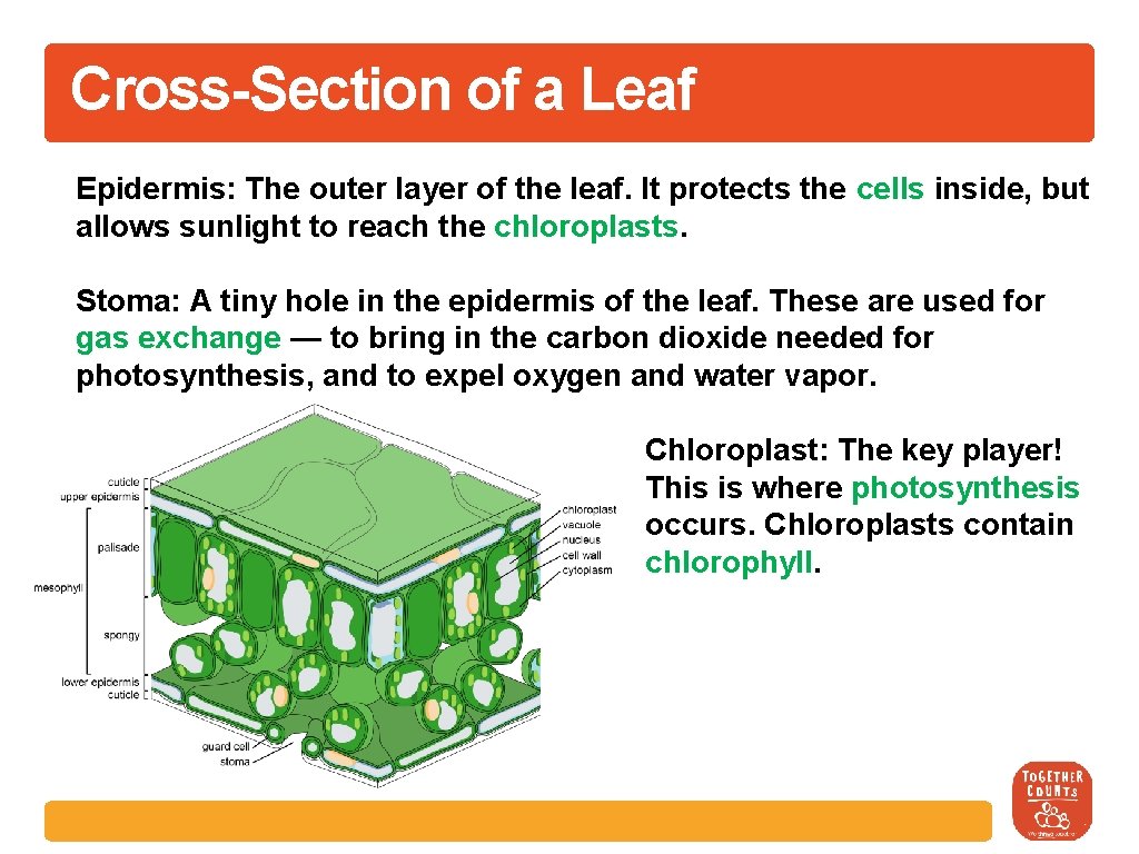 Cross-Section of a Leaf Epidermis: The outer layer of the leaf. It protects the