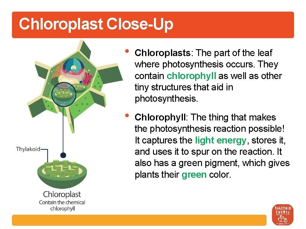 Chloroplast Close-Up • Chloroplasts: The part of the leaf where photosynthesis occurs. They contain