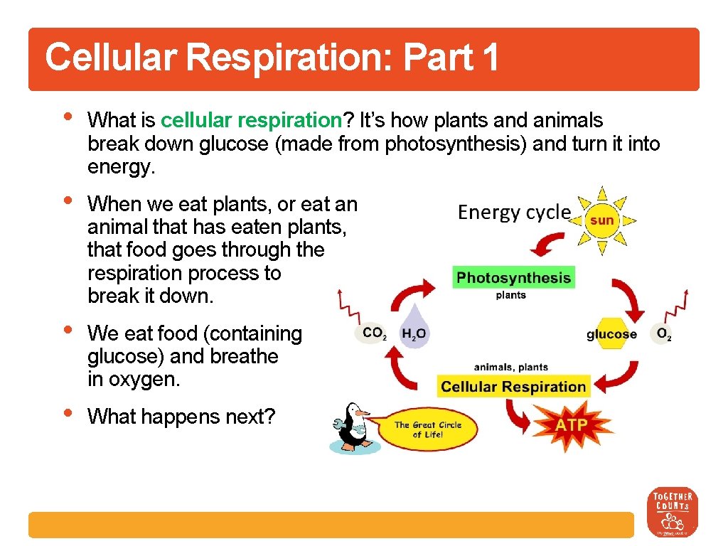 Cellular Respiration: Part 1 • What is cellular respiration? It’s how plants and animals