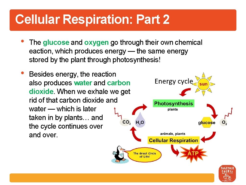 Cellular Respiration: Part 2 • The glucose and oxygen go through their own chemical