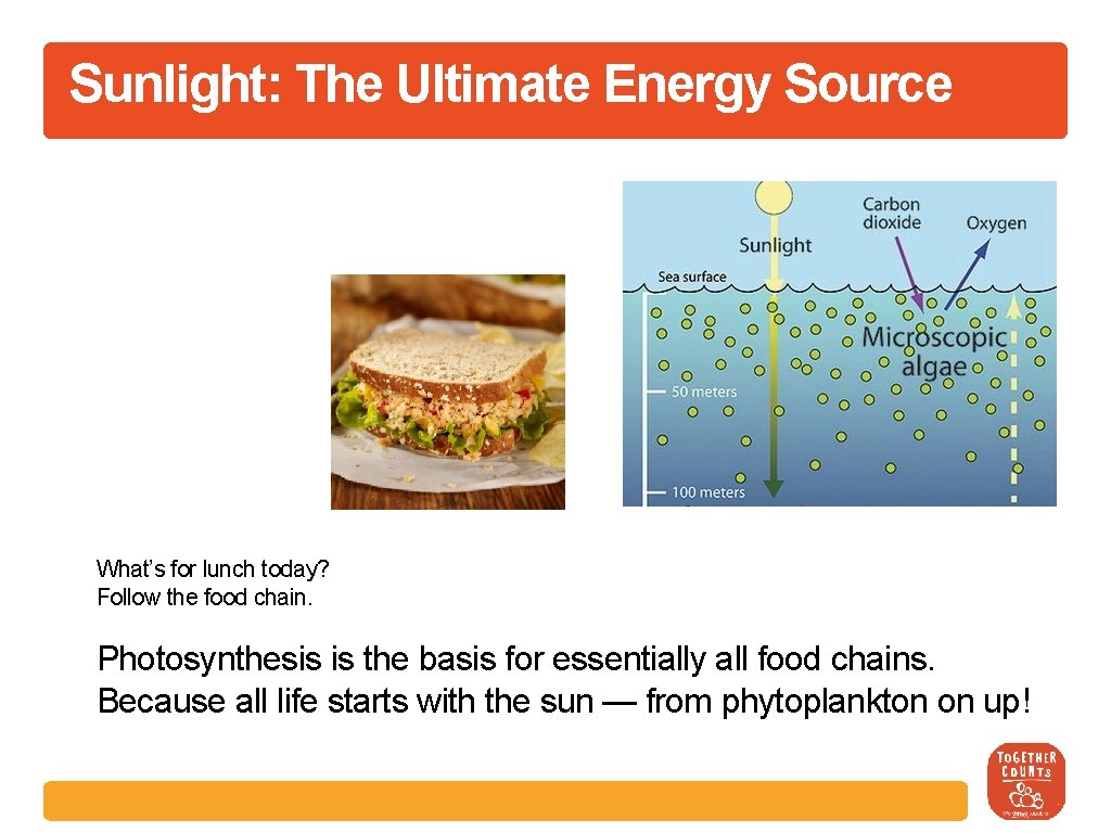 Sunlight: The Ultimate Energy Source What’s for lunch today? Follow the food chain. Photosynthesis