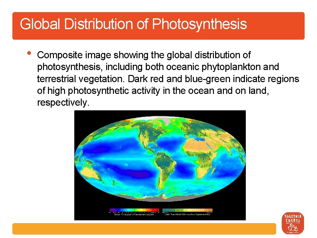 Global Distribution of Photosynthesis • Composite image showing the global distribution of photosynthesis, including