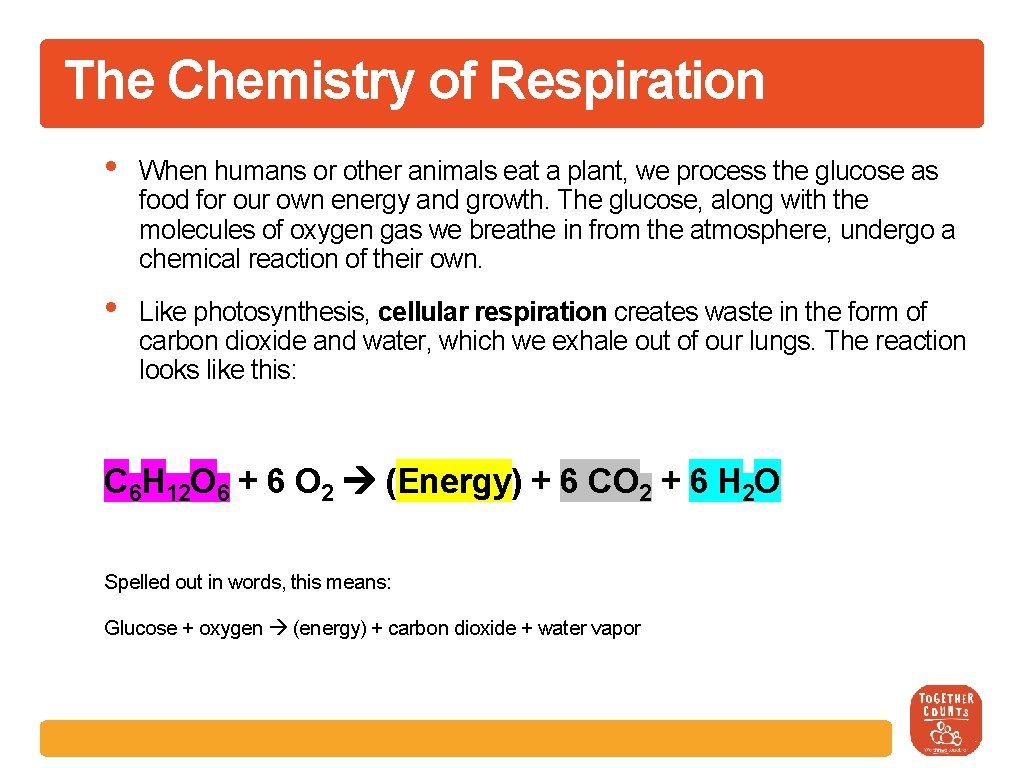 The Chemistry of Respiration • When humans or other animals eat a plant, we