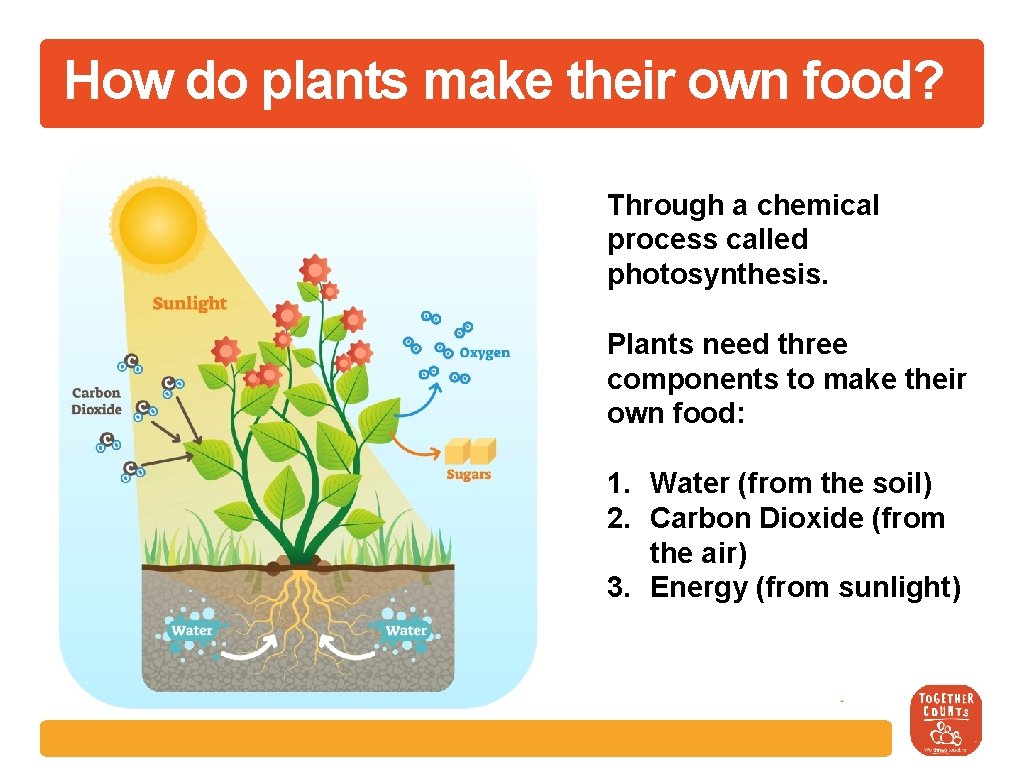 How do plants make their own food? Through a chemical process called photosynthesis. Plants