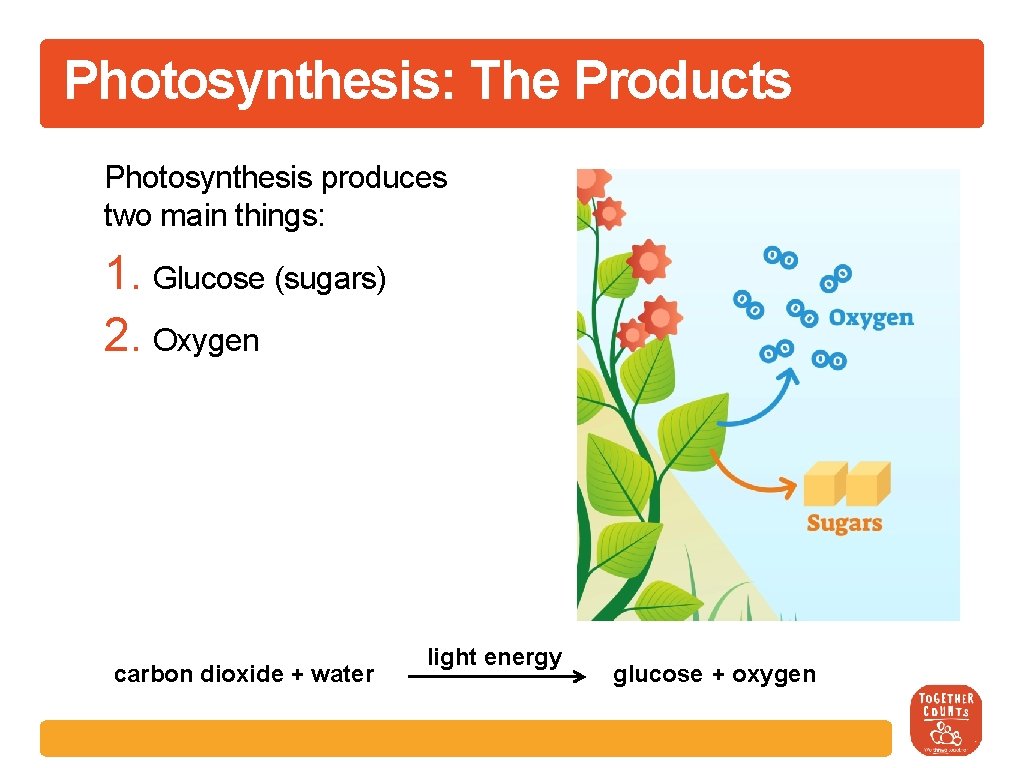 Photosynthesis: The Products Photosynthesis produces two main things: 1. Glucose (sugars) 2. Oxygen light
