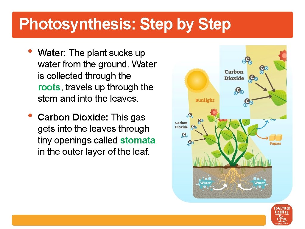Photosynthesis: Step by Step • Water: The plant sucks up water from the ground.