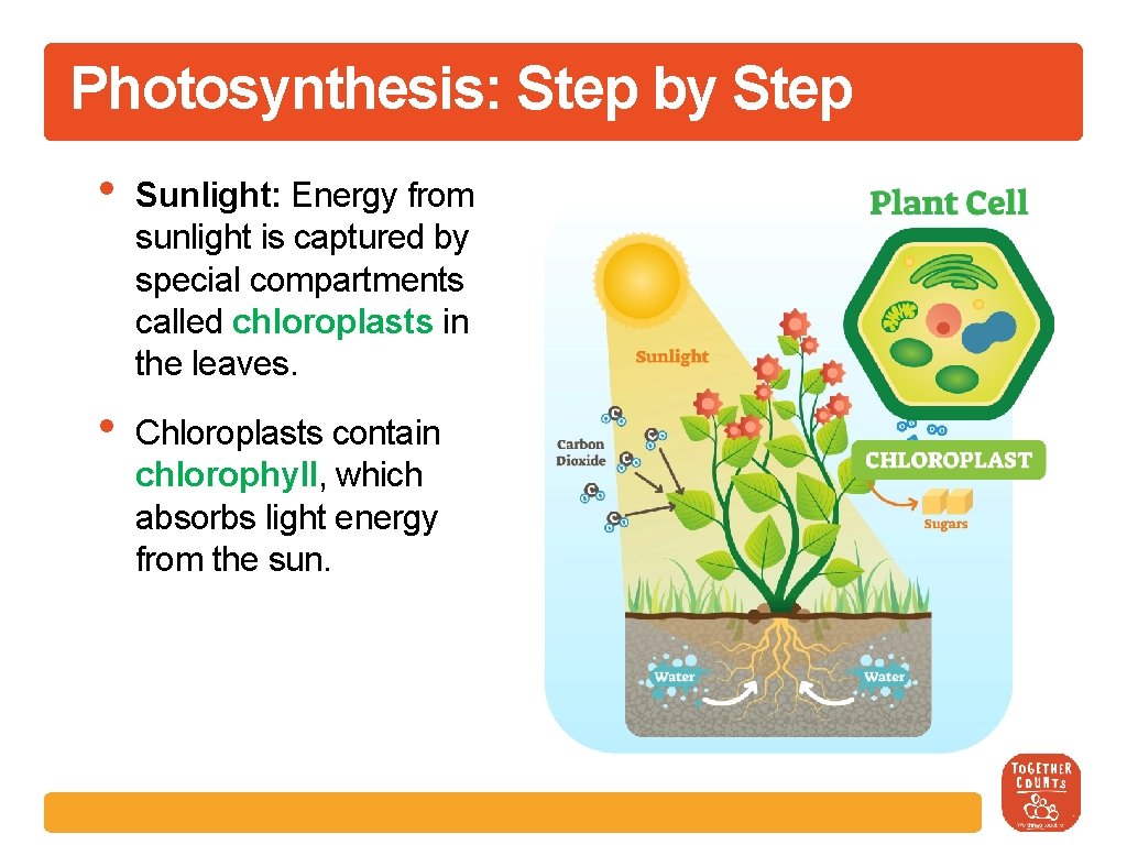 Photosynthesis: Step by Step • Sunlight: Energy from sunlight is captured by special compartments