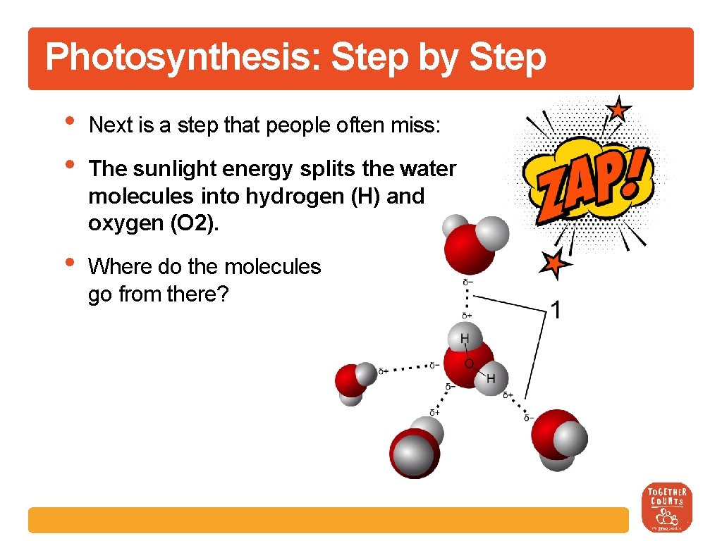 Photosynthesis: Step by Step • • Next is a step that people often miss: