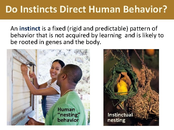 Do Instincts Direct Human Behavior? An instinct is a fixed (rigid and predictable) pattern