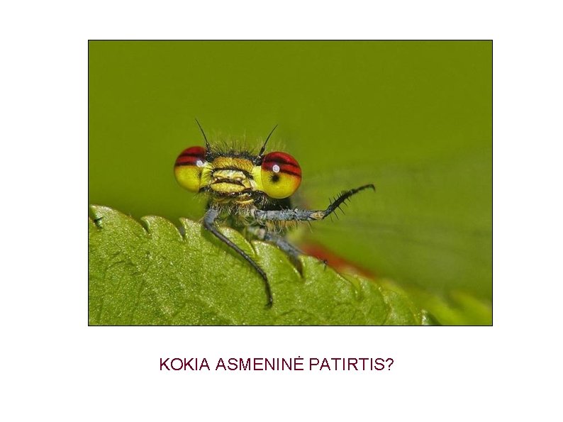 KOKIA ASMENINĖ PATIRTIS? 