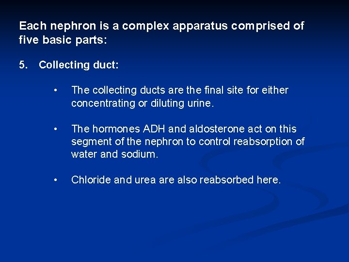 Each nephron is a complex apparatus comprised of five basic parts: 5. Collecting duct: