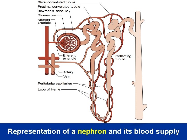 Representation of a nephron and its blood supply 