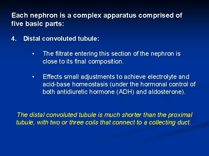 Each nephron is a complex apparatus comprised of five basic parts: 4. Distal convoluted