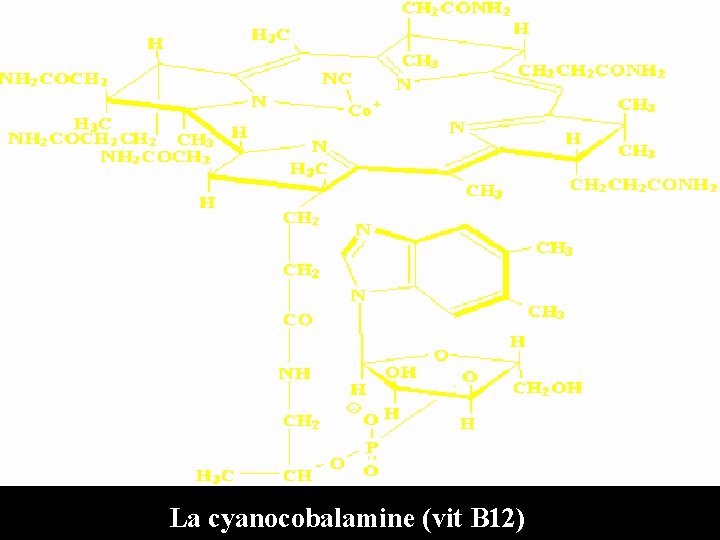 La cyanocobalamine (vit B 12) 