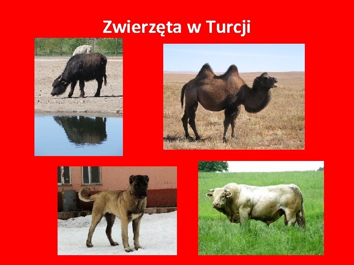 Zwierzęta w Turcji 