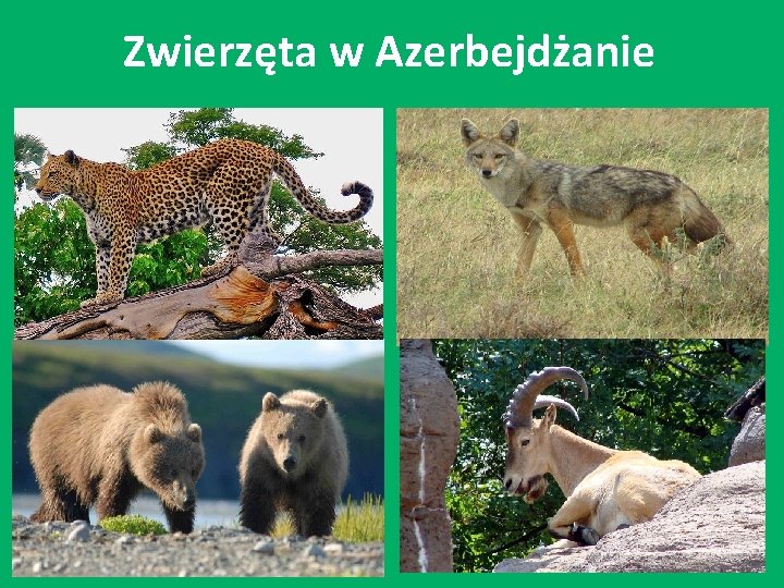 Zwierzęta w Azerbejdżanie 