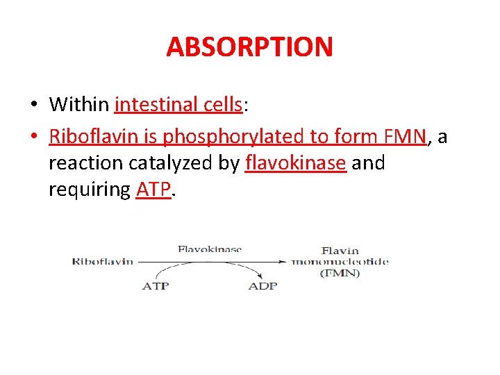 ABSORPTION • Within intestinal cells: • Riboflavin is phosphorylated to form FMN, a reaction