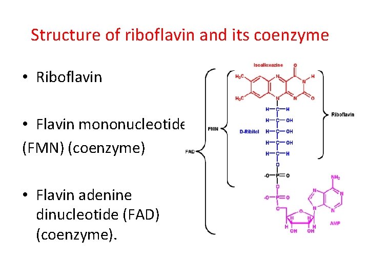 Structure of riboflavin and its coenzyme • Riboflavin • Flavin mononucleotide (FMN) (coenzyme) •