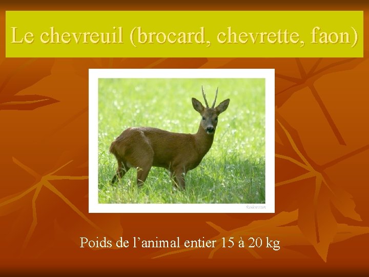 Le chevreuil (brocard, chevrette, faon) Poids de l’animal entier 15 à 20 kg 