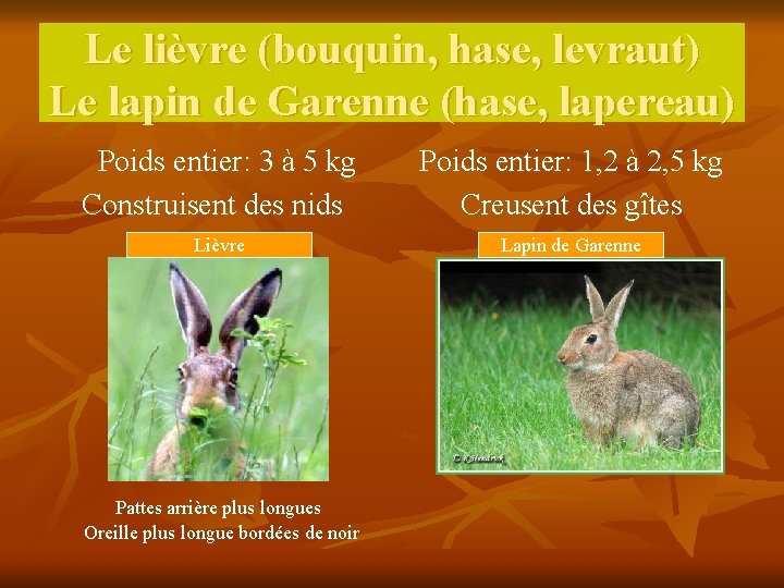 Le lièvre (bouquin, hase, levraut) Le lapin de Garenne (hase, lapereau) Poids entier: 3