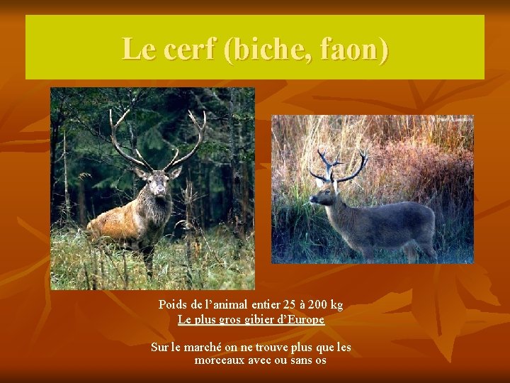 Le cerf (biche, faon) Poids de l’animal entier 25 à 200 kg Le plus