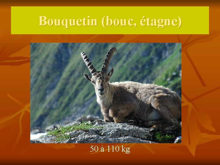 Bouquetin (bouc, étagne) 50 à 110 kg 