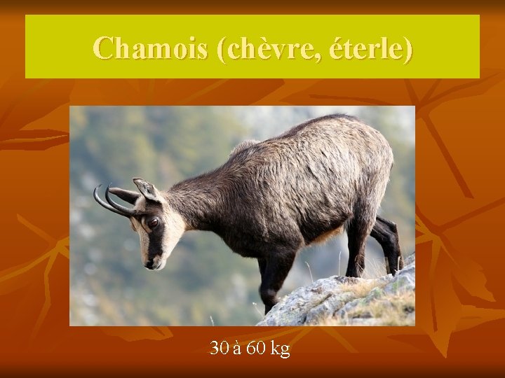 Chamois (chèvre, éterle) 30 à 60 kg 