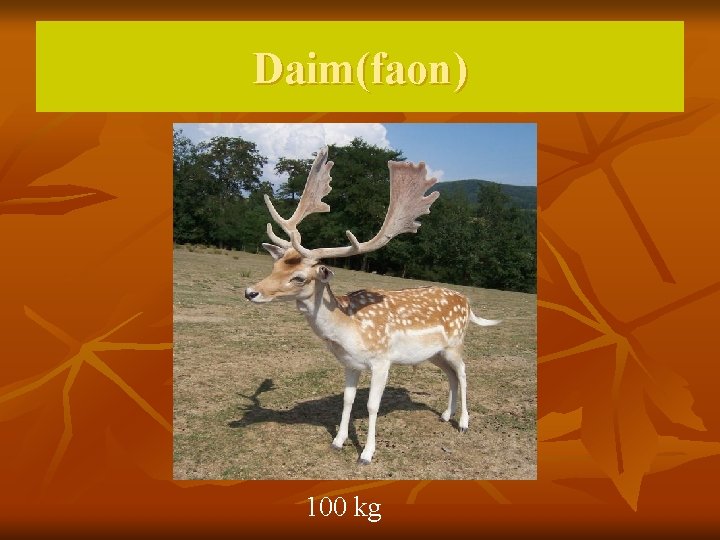 Daim(faon) 100 kg 