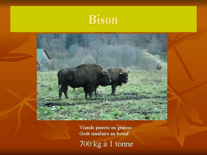 Bison Viande pauvre en graisse Goût similaire au boeuf 700 kg à 1 tonne