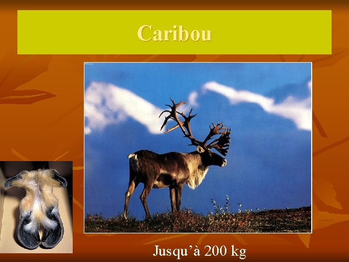 Caribou Jusqu’à 200 kg 