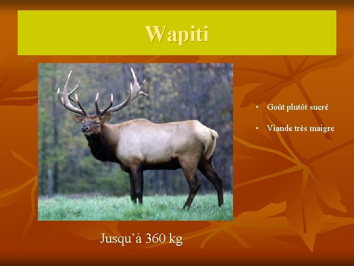 Wapiti • Goût plutôt sucré • Viande très maigre Jusqu’à 360 kg 