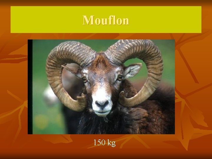 Mouflon 150 kg 