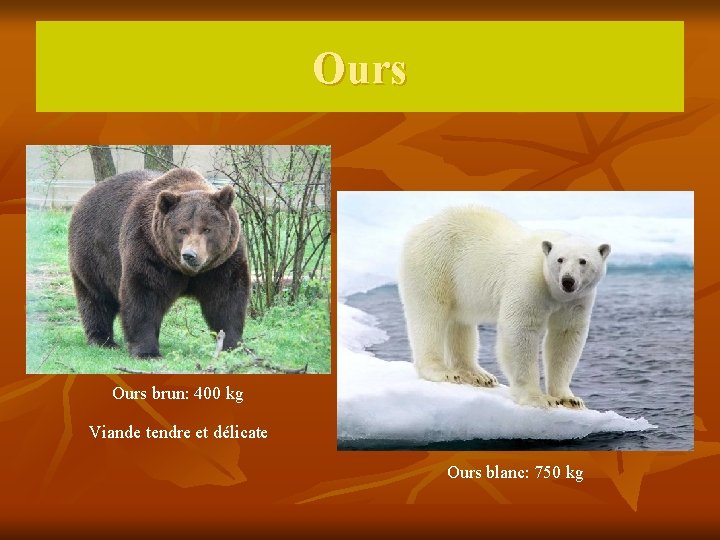 Ours brun: 400 kg Viande tendre et délicate Ours blanc: 750 kg 