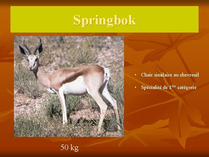 Springbok • Chair similaire au chevreuil • Spécialité de 1ère catégorie 50 kg 