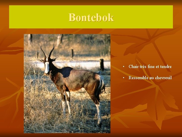 Bontebok • Chair très fine et tendre • Ressemble au chevreuil 