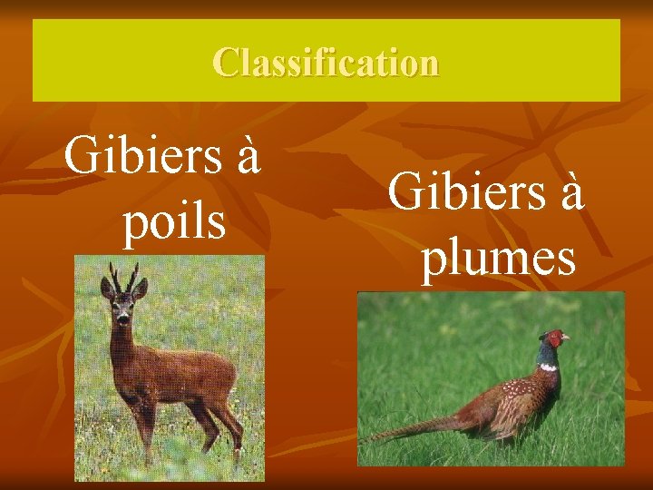 Classification Gibiers à poils Gibiers à plumes 