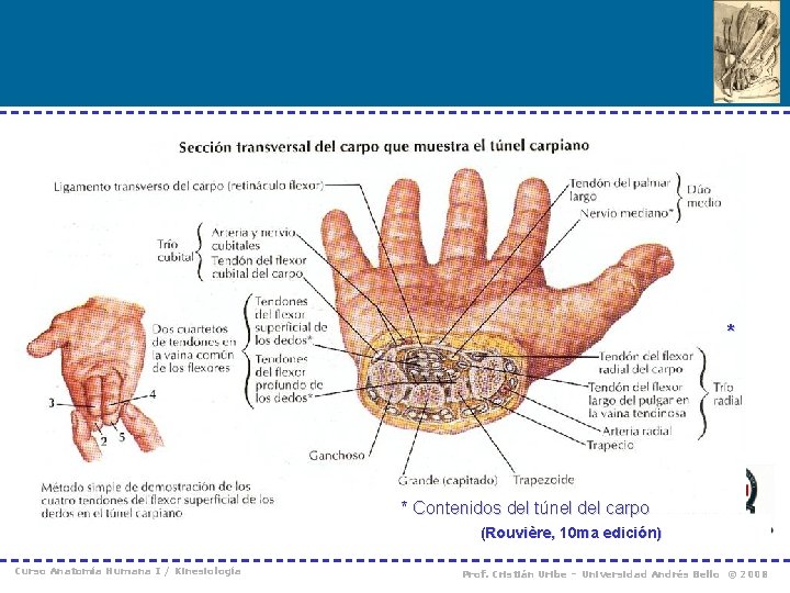 * * Contenidos del túnel del carpo (Rouvière, 10 ma edición) Curso Anatomía Humana