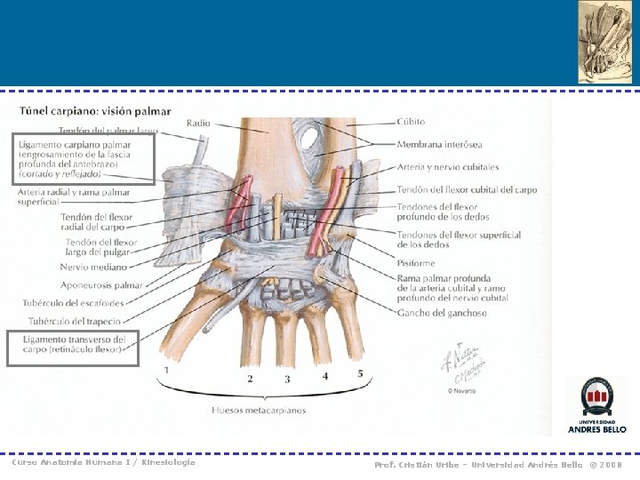 Curso Anatomía Humana I / Kinesiología Prof. Cristián Uribe – Universidad Andrés Bello ©