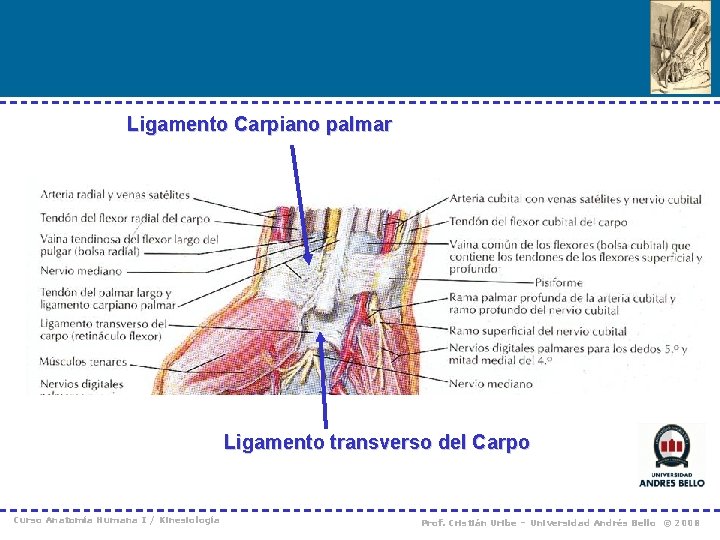 Ligamento Carpiano palmar Ligamento transverso del Carpo Curso Anatomía Humana I / Kinesiología Prof.