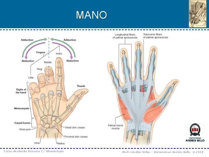 MANO Curso Anatomía Humana I / Kinesiología Prof. Cristián Uribe – Universidad Andrés Bello