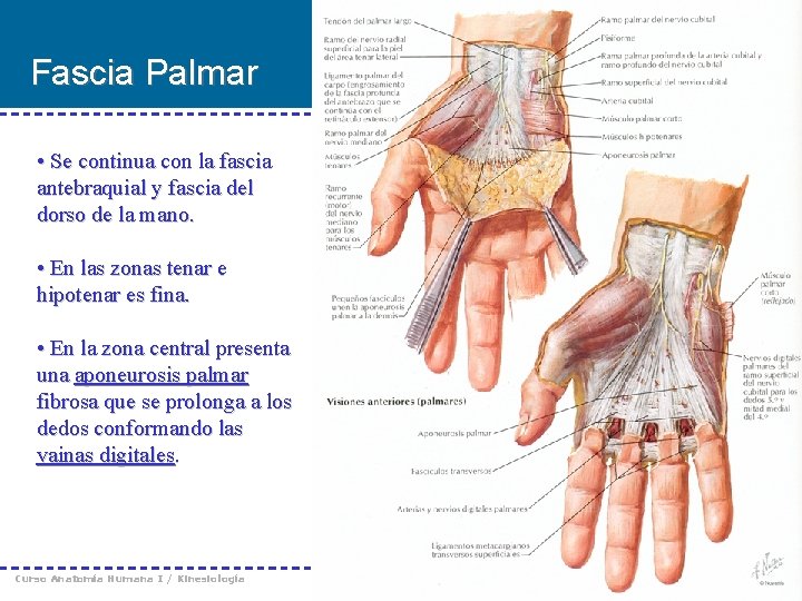 Fascia Palmar • Se continua con la fascia antebraquial y fascia del dorso de