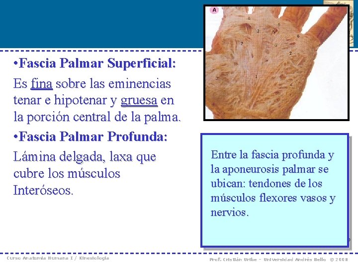  • Fascia Palmar Superficial: Es fina sobre las eminencias tenar e hipotenar y