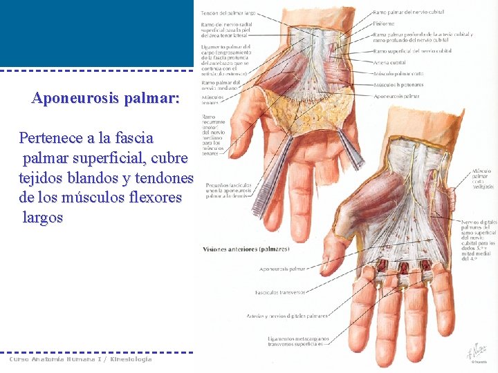 Aponeurosis palmar: Pertenece a la fascia palmar superficial, cubre tejidos blandos y tendones de