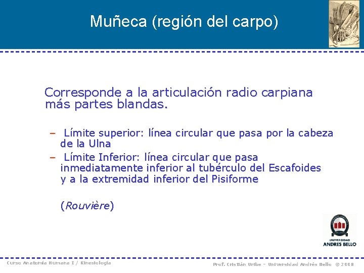Muñeca (región del carpo) Corresponde a la articulación radio carpiana más partes blandas. –